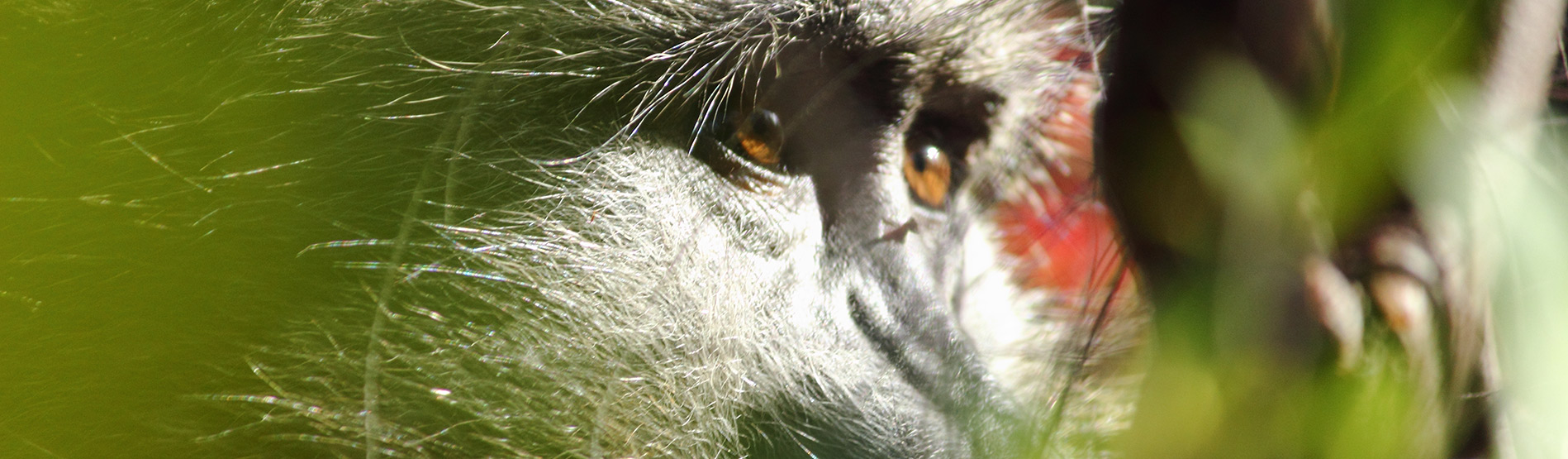 Close-up of a baboon's face