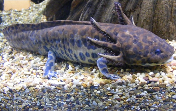 Anderson's salamander