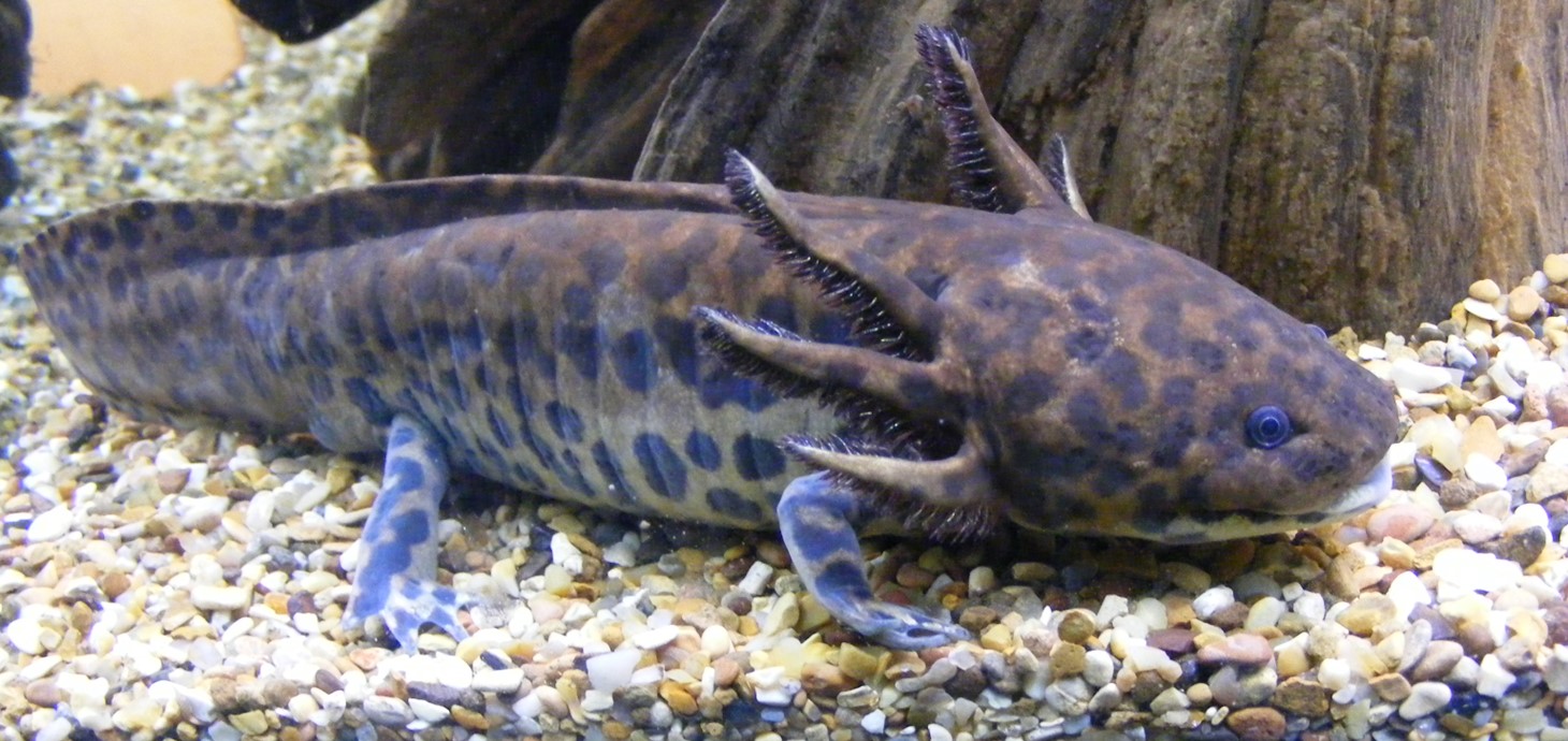 Anderson's salamander