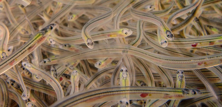 Glass eels