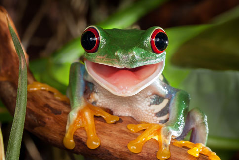 Image of a frog
