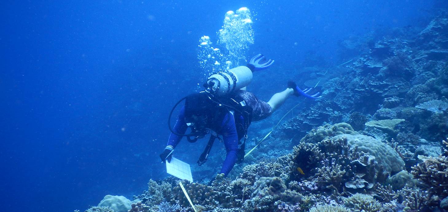 Researcher is swimming underwater to conduct a coral reef survey.