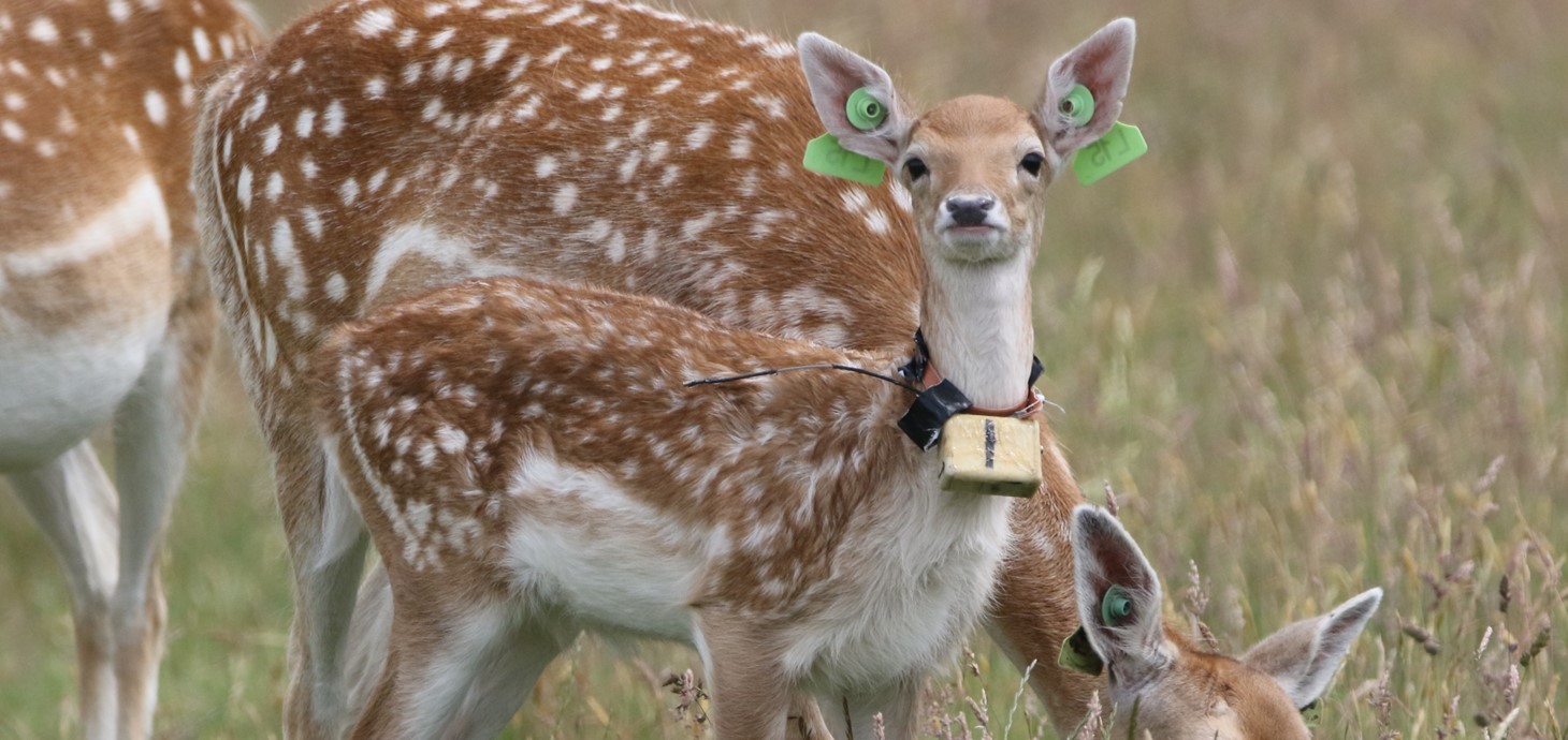 A fallow deer fawn with a dracking device around its neck 