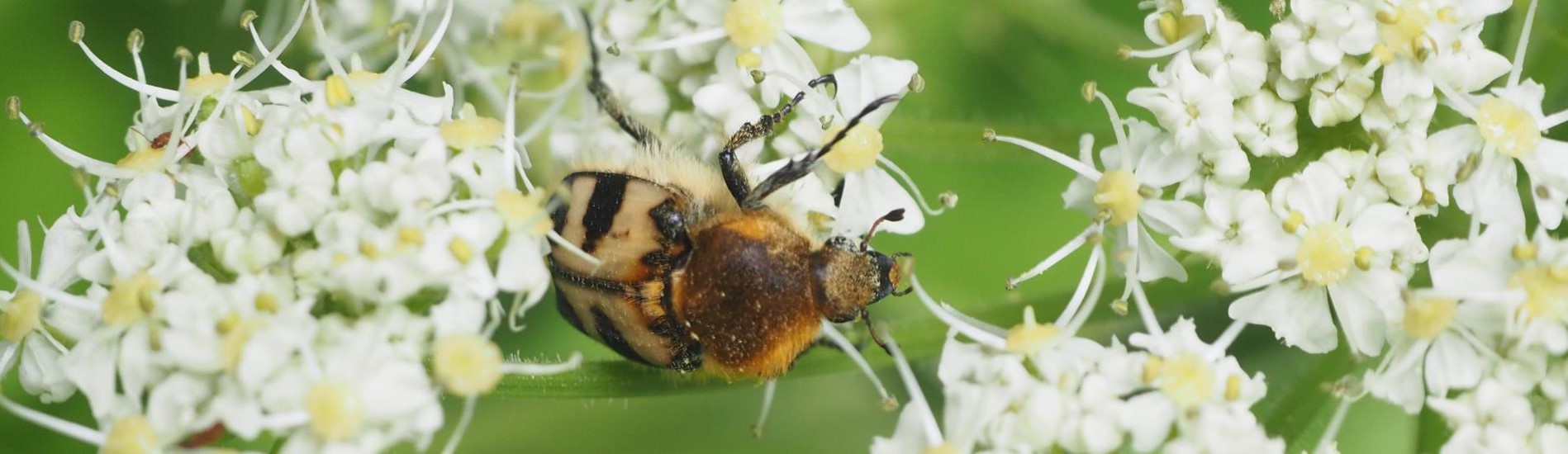 Beetle on flowers