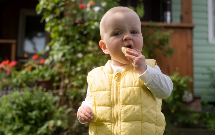 A toddler eating a piece of fruit