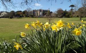 Image of the Abbey with daffodils