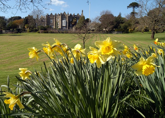 daffodils in a field in front of Singleton Abbey