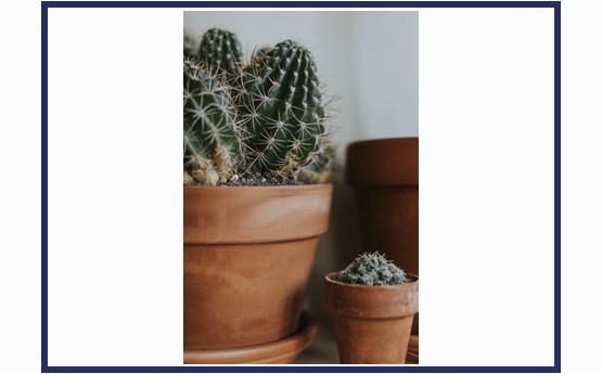 mini cactuses