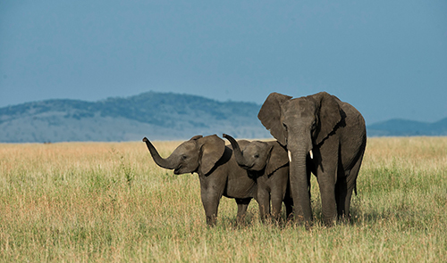 Image of a family of Elephants 