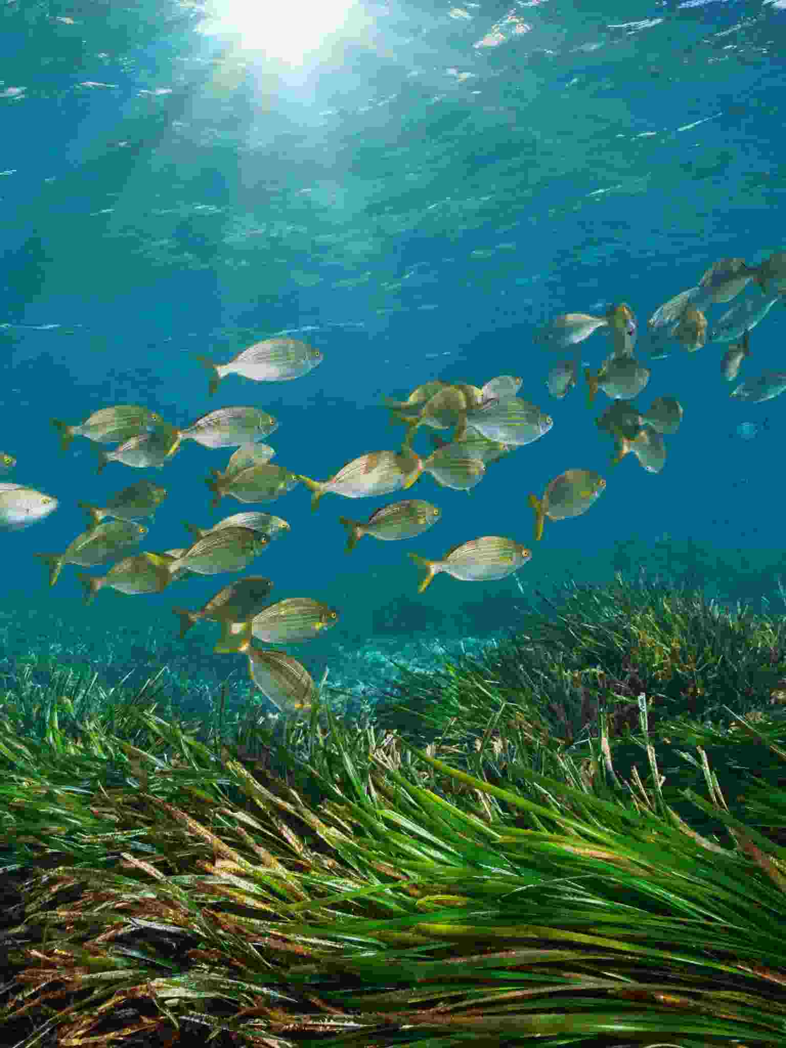 Fish and seagrass image