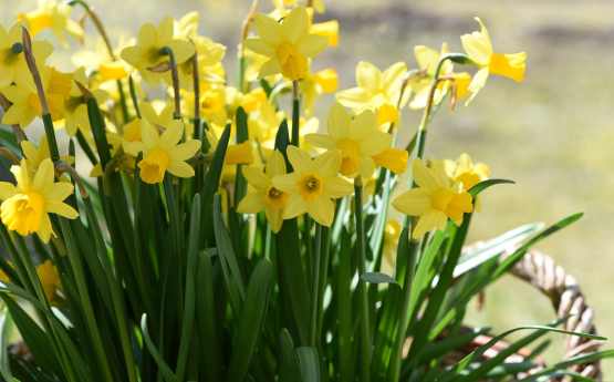 Photo of yellow daffodils in a field