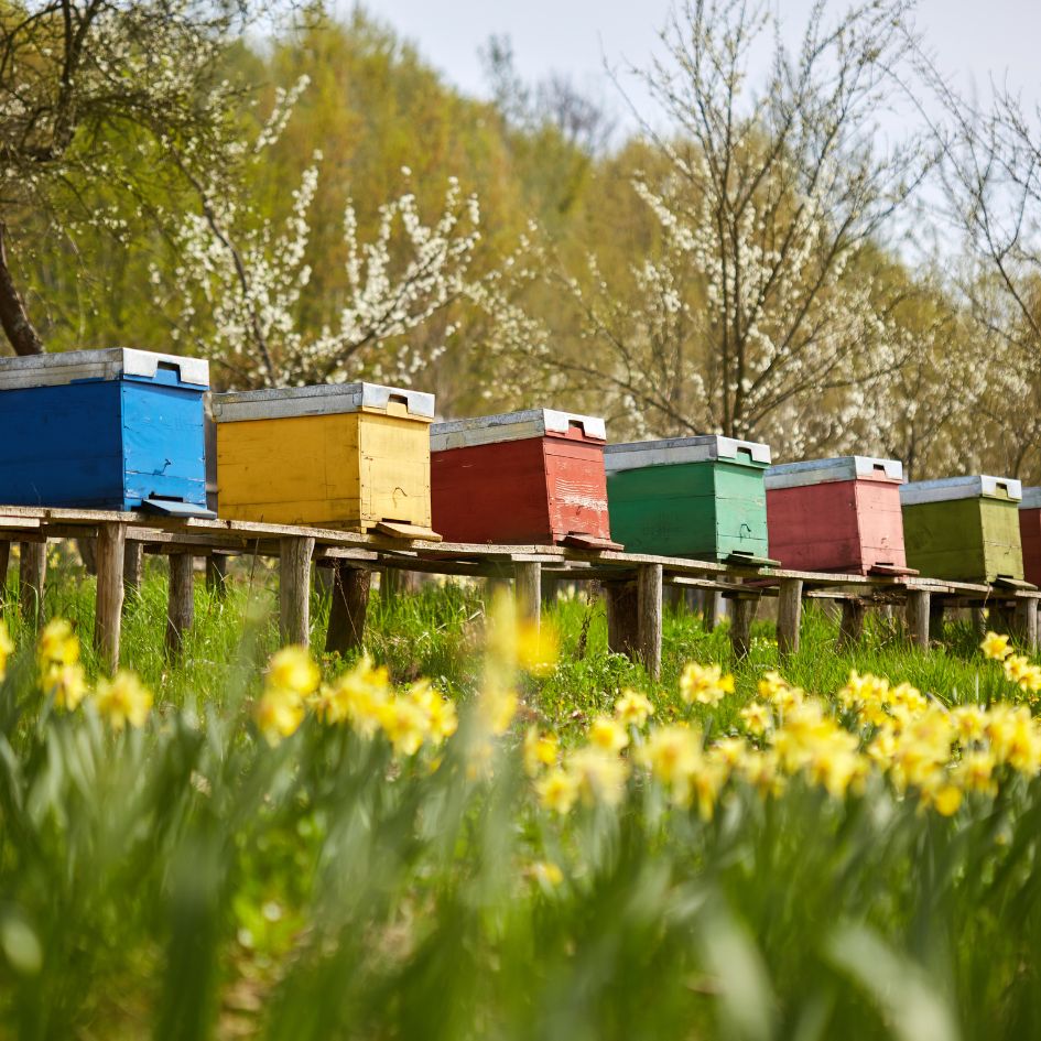 Bee hives in a meadow