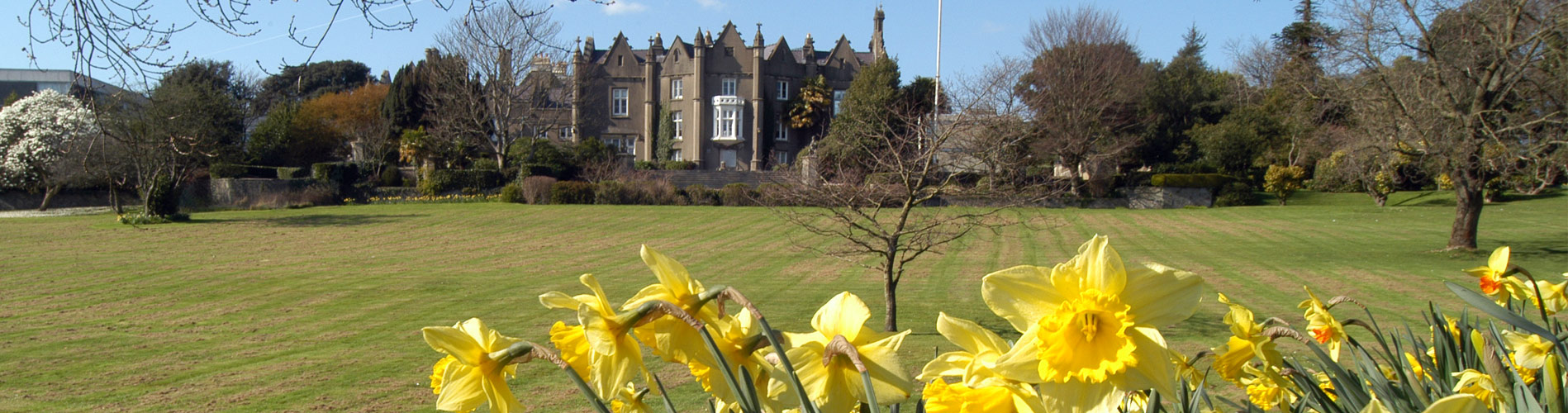 Abbey with daffodils