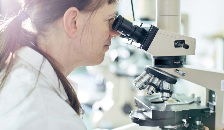 A researcher looks into a microscope. 