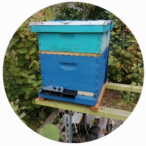 one blue beehive