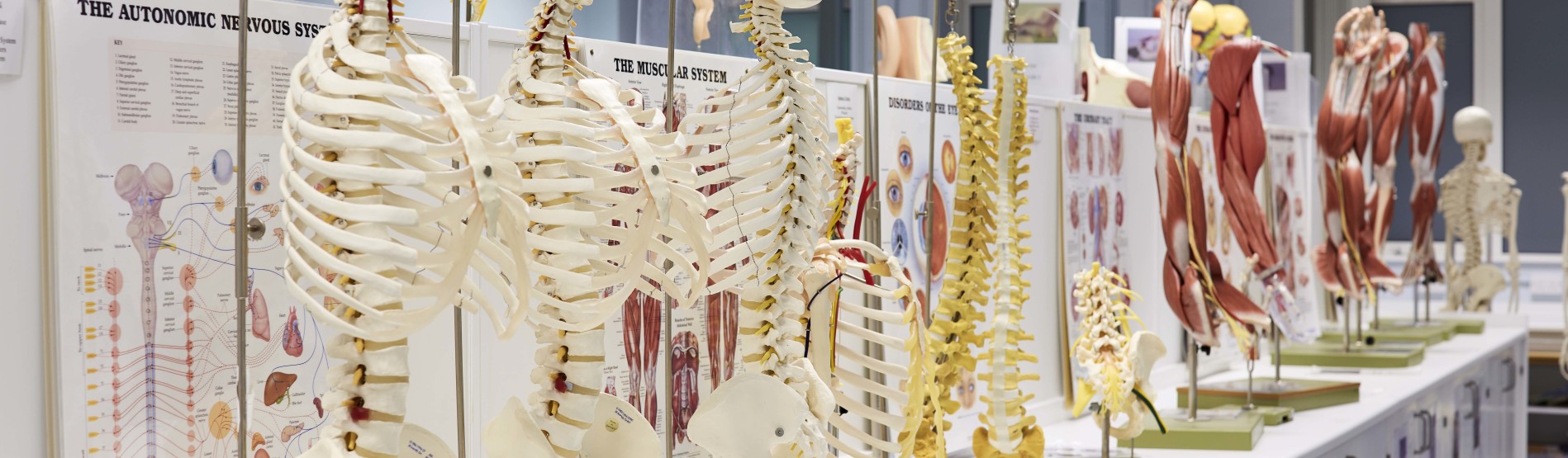 Model skeletons in a lab