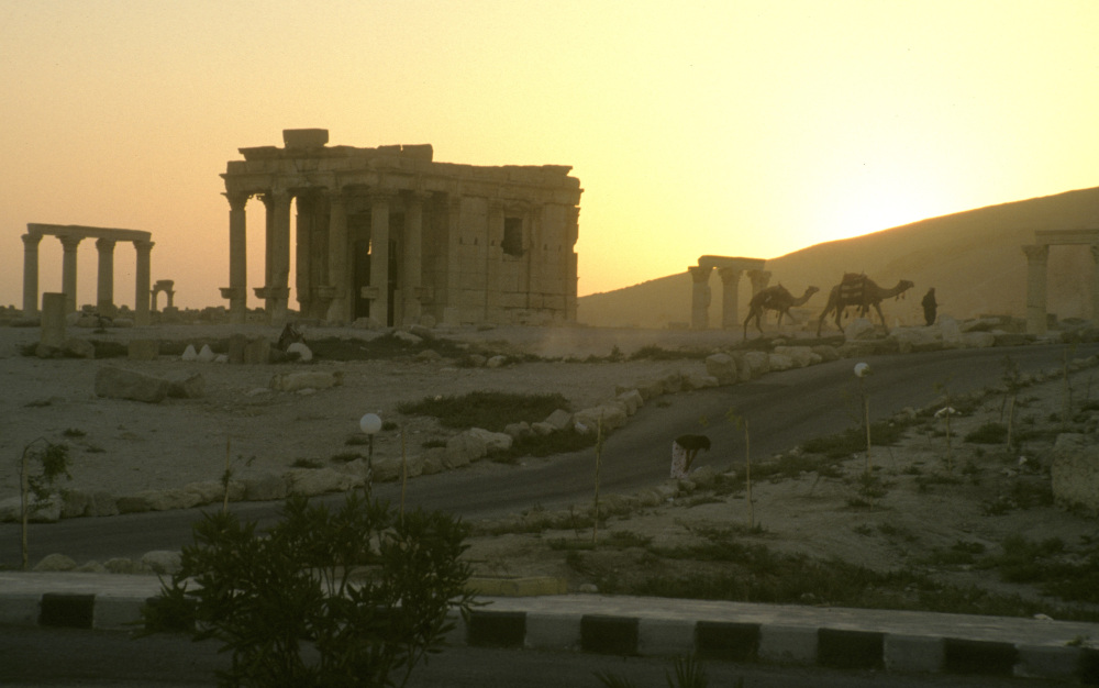 Sunset at Palmyra, ancient stone columns and a person leading camels. 