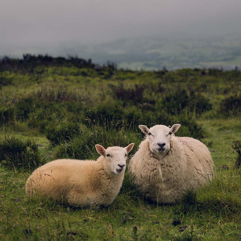 Sheep on a mountainside