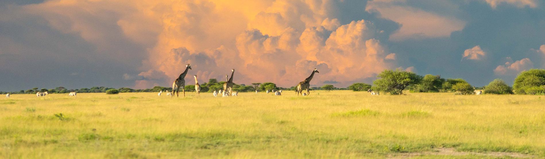 Image of a field with giraffes and green grass