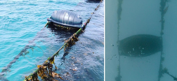 Picture showing seaweed farm buoy @Car-Y-Mor
