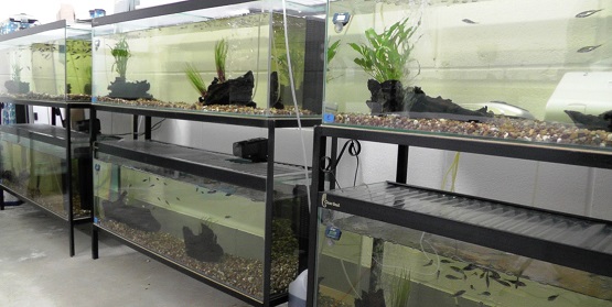 Stickleback tanks