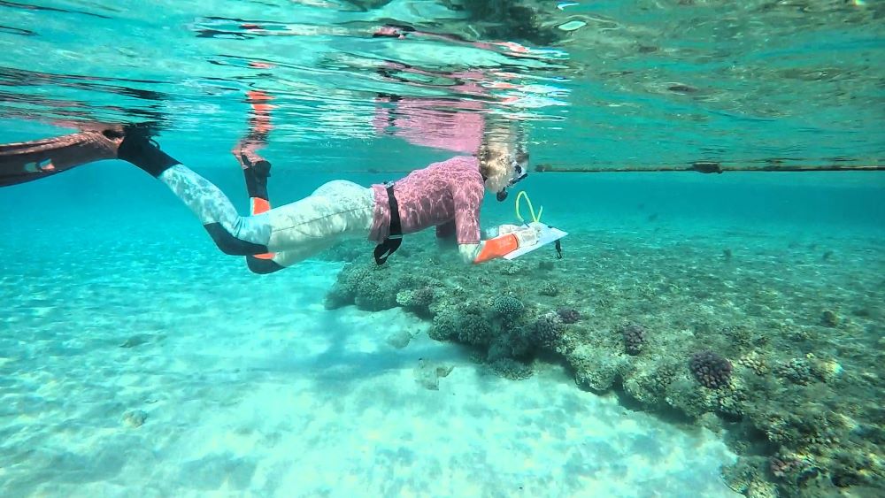 Snorkelling in Egypt 