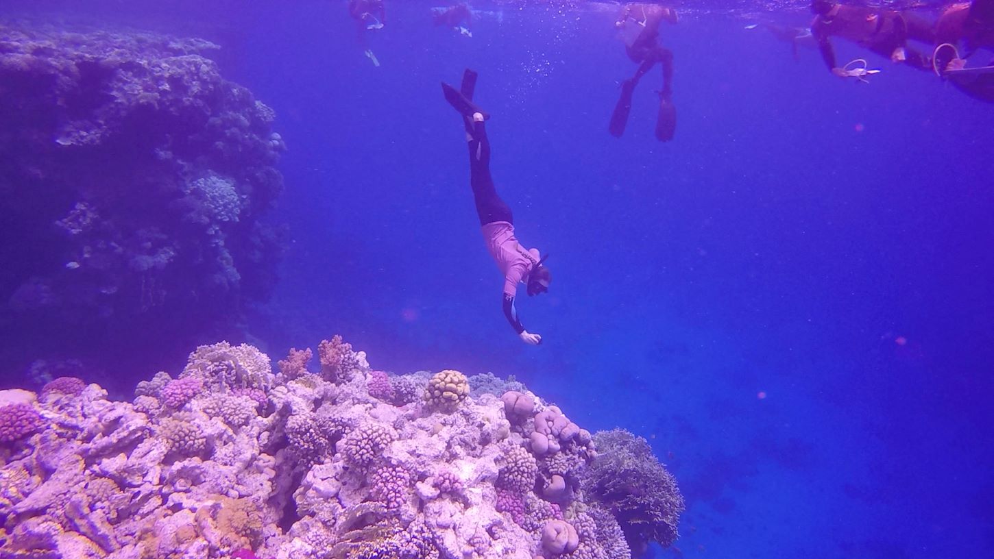 Students snorkelling in the Red Sea