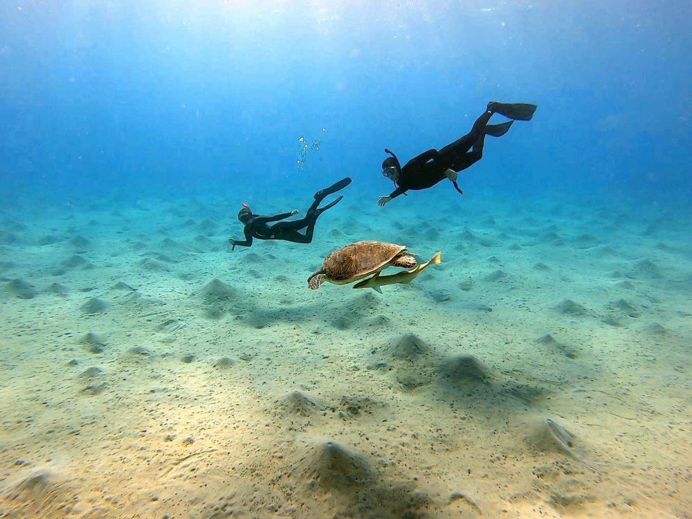 Students snorkelling in the Red Sea