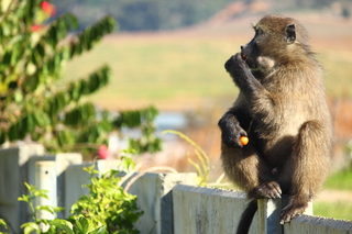 Baboon sat on wall eating fruit