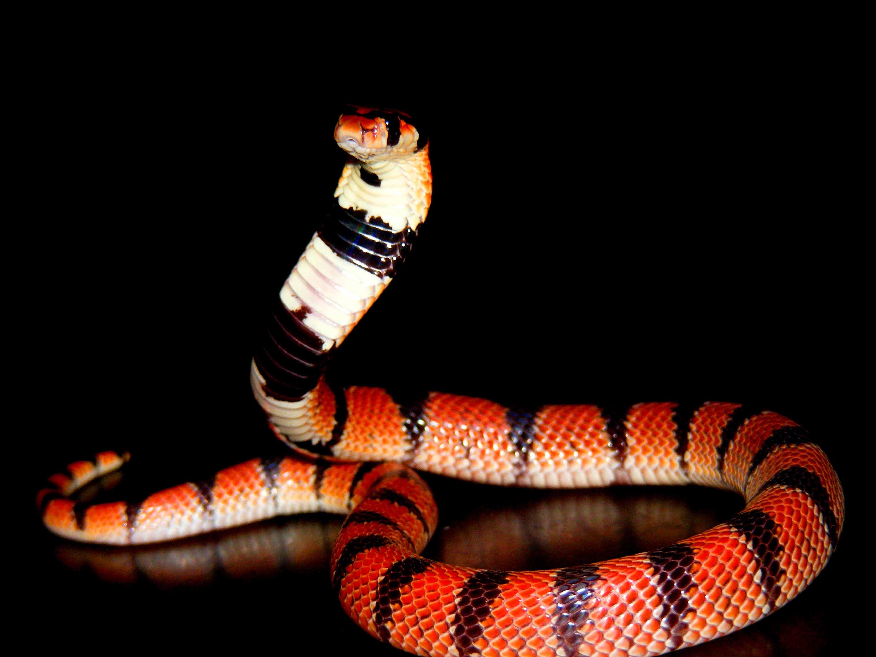 Aspidelaps Lubricus, snake