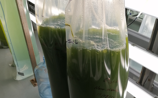 Algae coming out of tubes