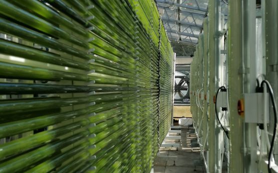 Algae in tubes