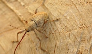 Chestnut Weevil