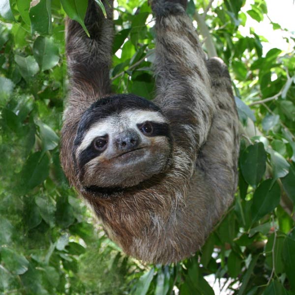 A sanctuary sloth photographed by Becky Cliffe