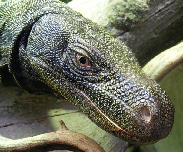 Crocodile monitor lizard