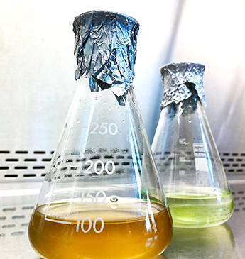algae in a glass flask
