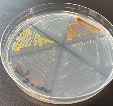 Bacteria growing on a petrie dish