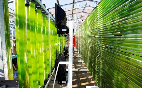 Algal Research Group (ARG) green houses 
