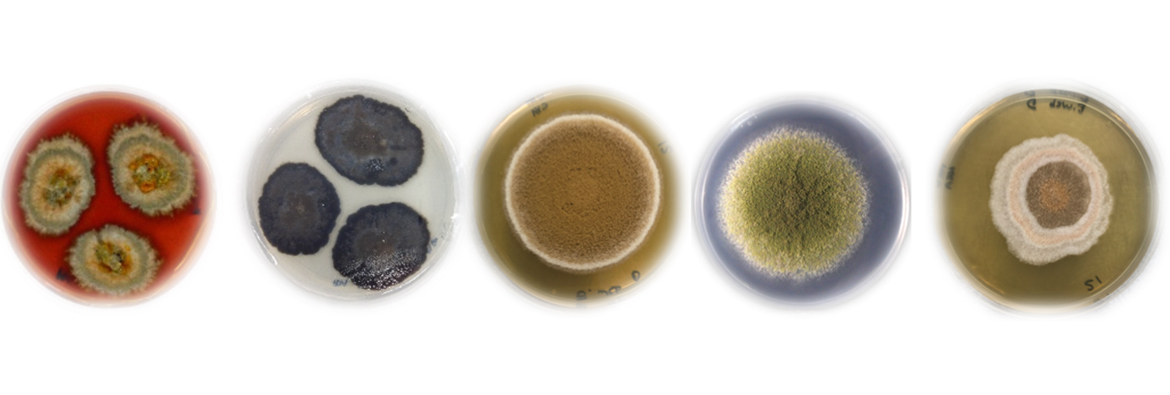 Fungi in petri dishes