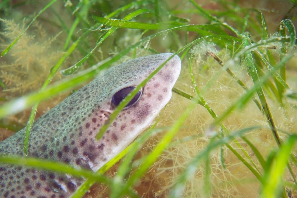 Newt In Seagrass 