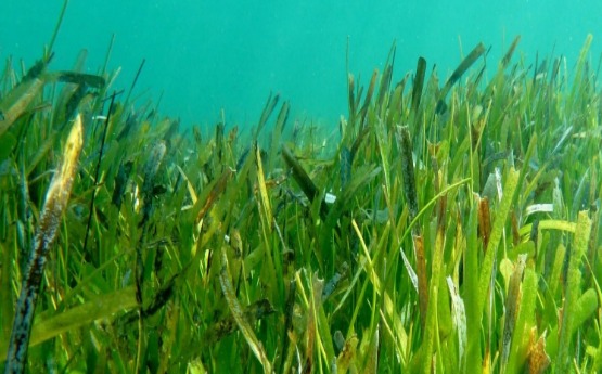 Seagrass Image Richard Unsworth 