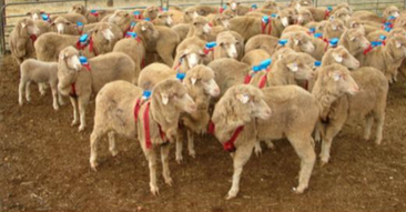 Sheep flock wearing “GPS and motion sensor backpacks