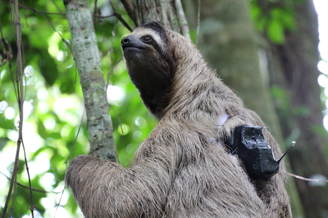 3 fingered sloth in a tree, with tracking device attached
