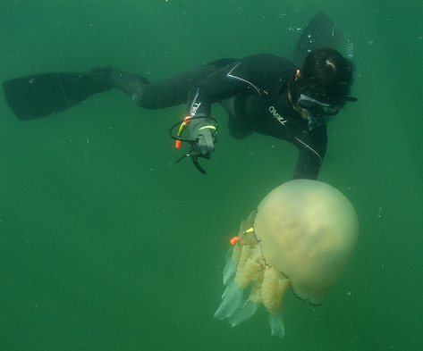 Diving student tagging a jellyfish undewater