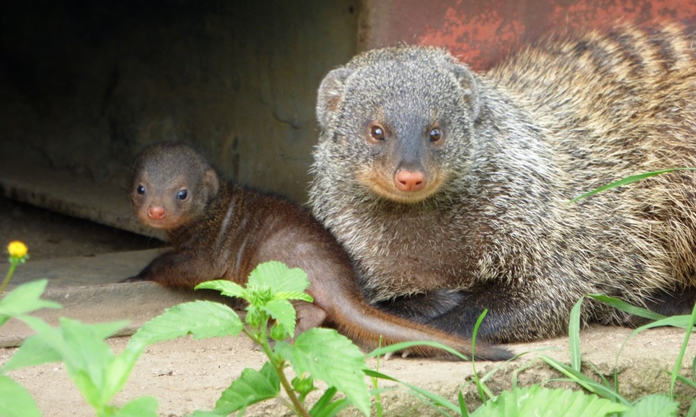 Banded mongoose ‘babysits’ a pup at the den.