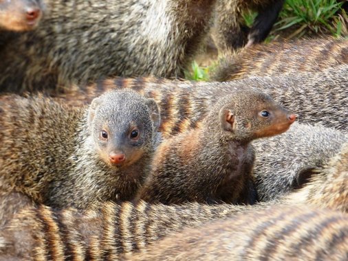 Banded mongooses. 