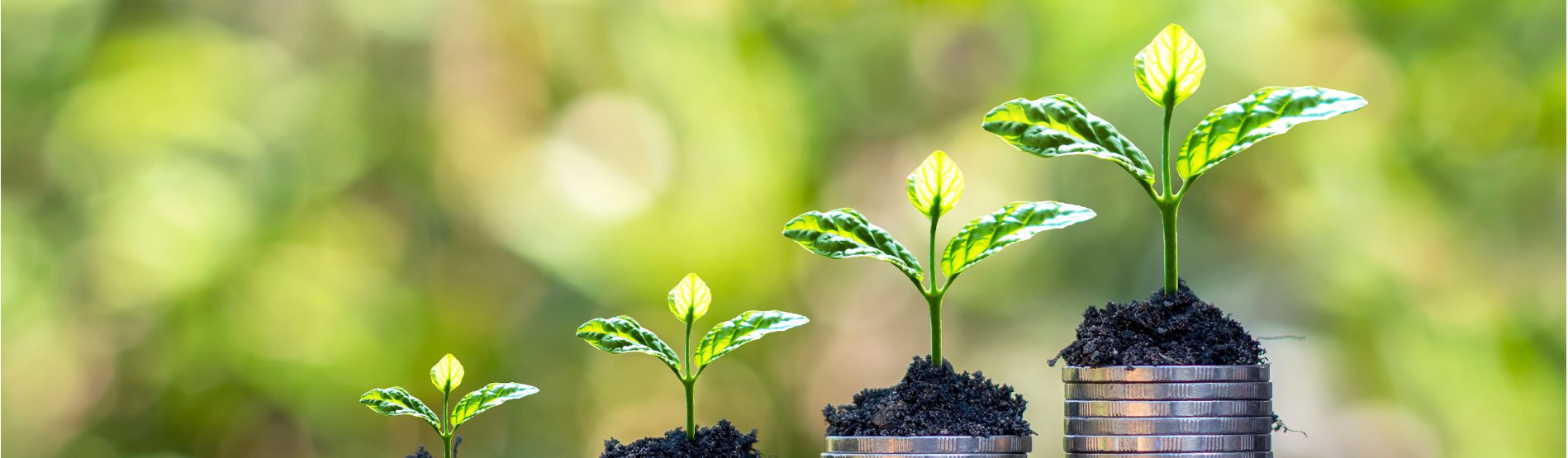 plants growing on stacks of coins 