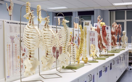 Models of human skeletons in a lab