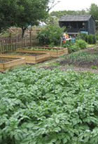 Image of an allotment