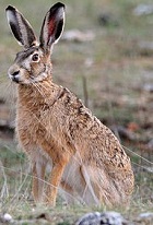 An image of a hare